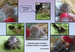 GATITOS RECIÉN ABANDONADOS EN ADOPCIÓN GATITOS RECIÉN ABANDONADOS EN ADOPCIÓN