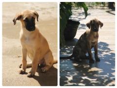 NILS Y MOKA BUSCAN UNA FAMILIA NILS Y MOKA BUSCAN UNA FAMILIA